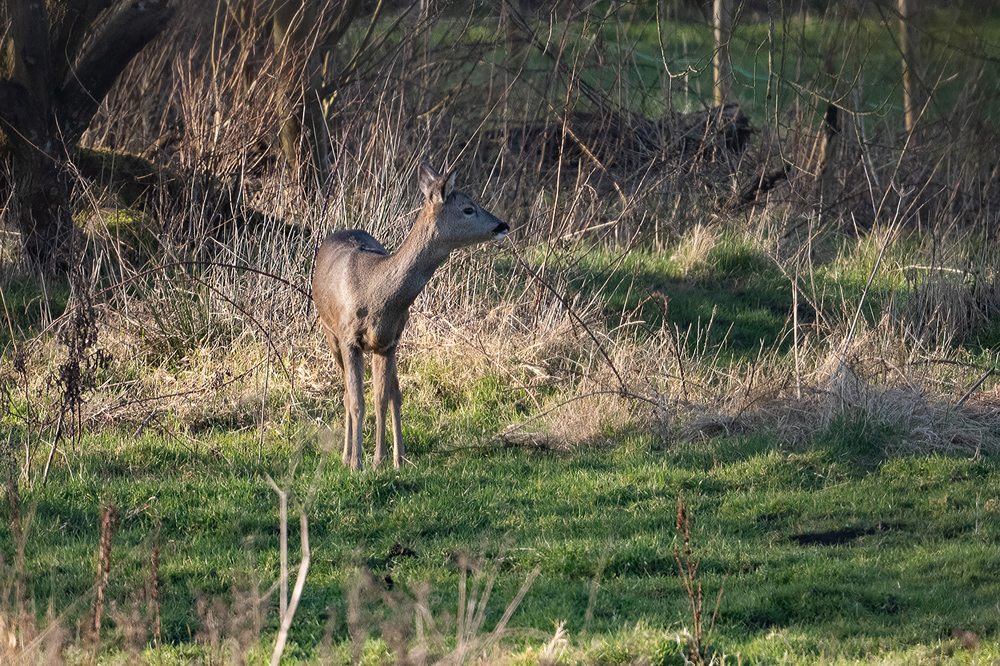 Roe Deer